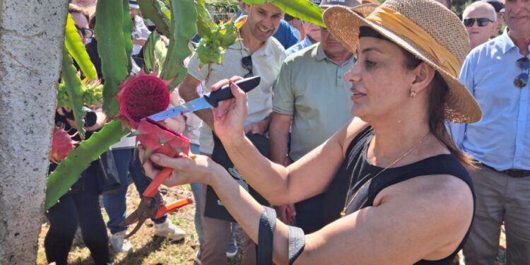 Colheita da pitaya impulsiona turismo de experiências na Serra Catarinense